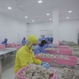 怎么鉴别燕窝的真假 怎么辨别燕窝的好坏 怎么做燕窝一次成功